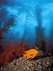 Garibaldi in Catalina Island kelp forest. An experiment i... by Rick Swart 